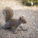 Squirrel by lstasel