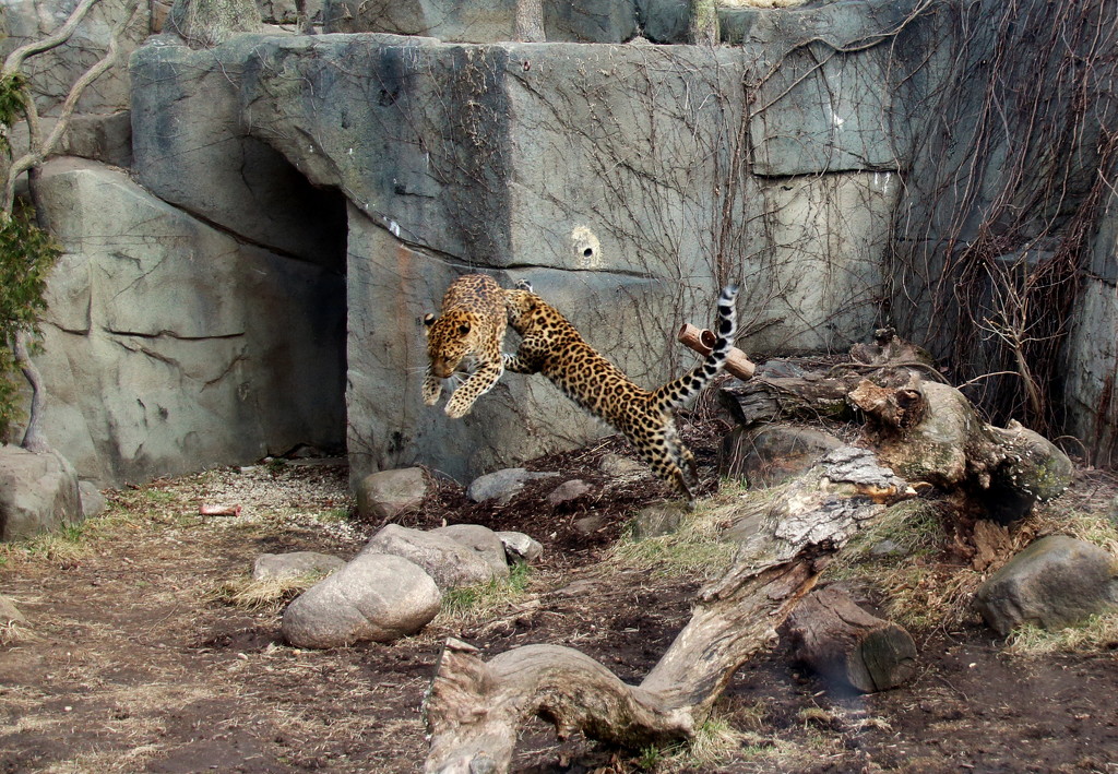 Leopards jumping by randy23