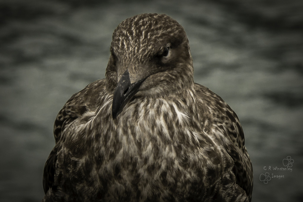Day 58 Adolescent Gull by kipper1951