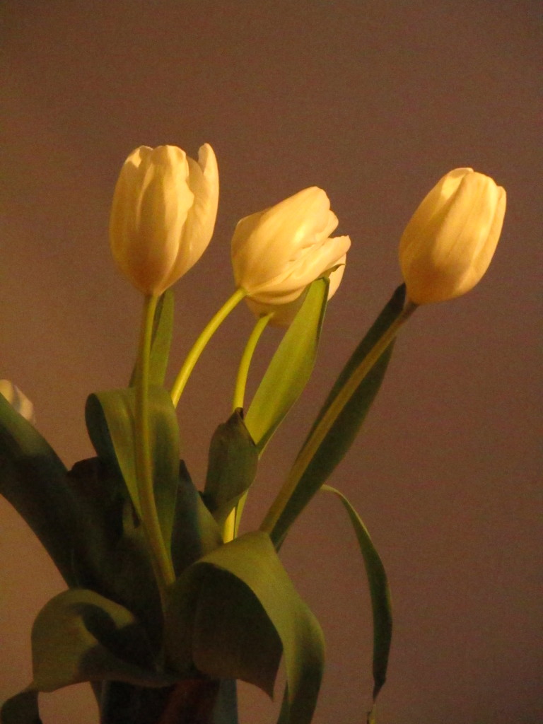One Shot - tulip by granagringa