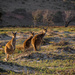 Curious kangaroos by gosia