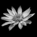 February Theme - It's all about BLACK & WHITE! by gigiflower