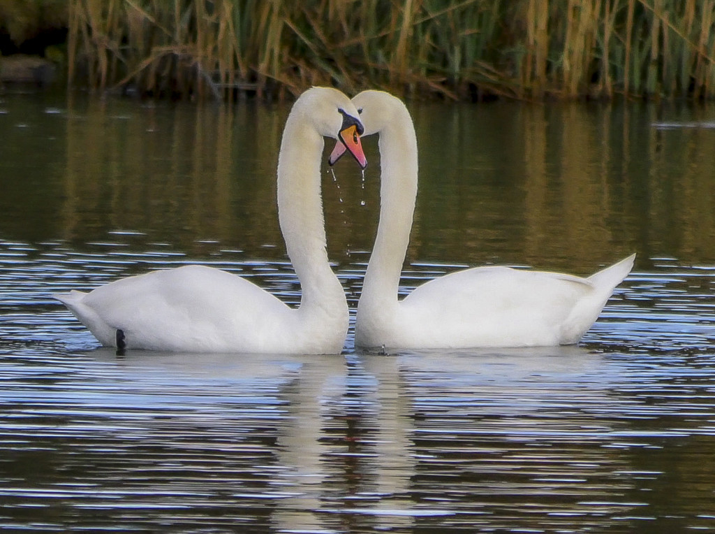 TWO SWANS by tonygig