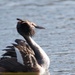 Male Grest Crested Grebe in full ploomage by padlock