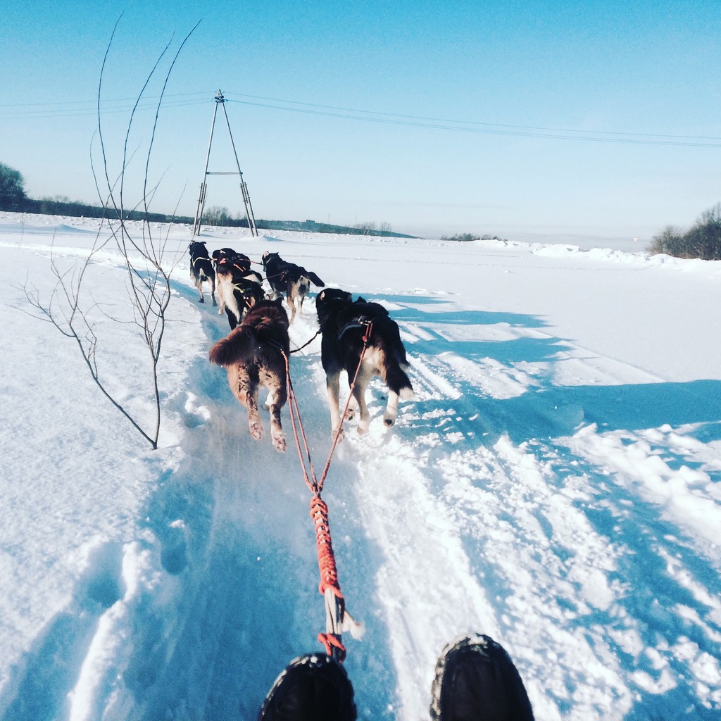 Huskies by sarahabrahamse