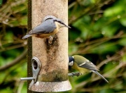 28th Feb 2017 -  Nuthatch and Great Tit 