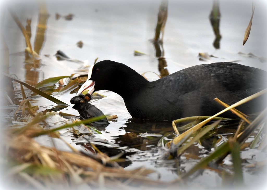 An unusual sight for me - Coot eating a vole by rosiekind