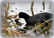 28th Feb 2017 - An unusual sight for me - Coot eating a vole