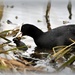 An unusual sight for me - Coot eating a vole by rosiekind