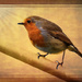 Robin edited in textures by rosiekind