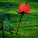 Summer rose by maggiemae