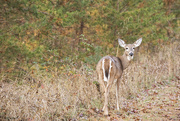 4th Nov 2015 - Deer