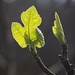 Fig Leaf emerg-LHG_2059  by rontu