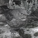Blackbird by helenhall