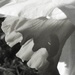  daffodil skirt by helenhall