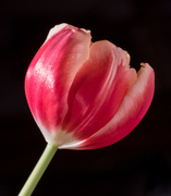 28th Feb 2017 - Tulip