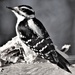 Hairy Woodpecker by radiogirl