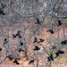 A lot of Red-winged Blackbirds by dridsdale