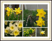 1st Mar 2017 - All Kinds of Daffodils