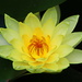 Yellow Waterlily by terryliv