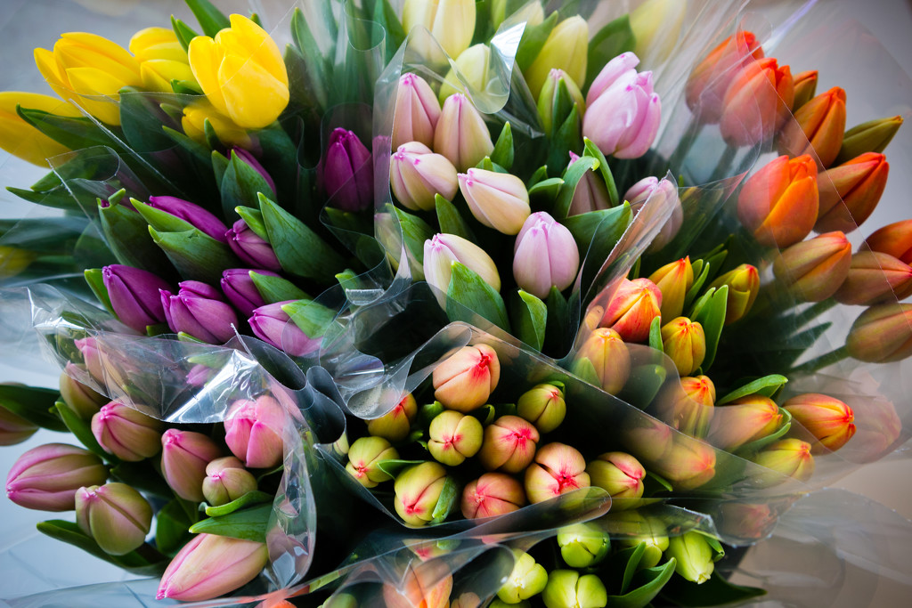tulip season by tracymeurs