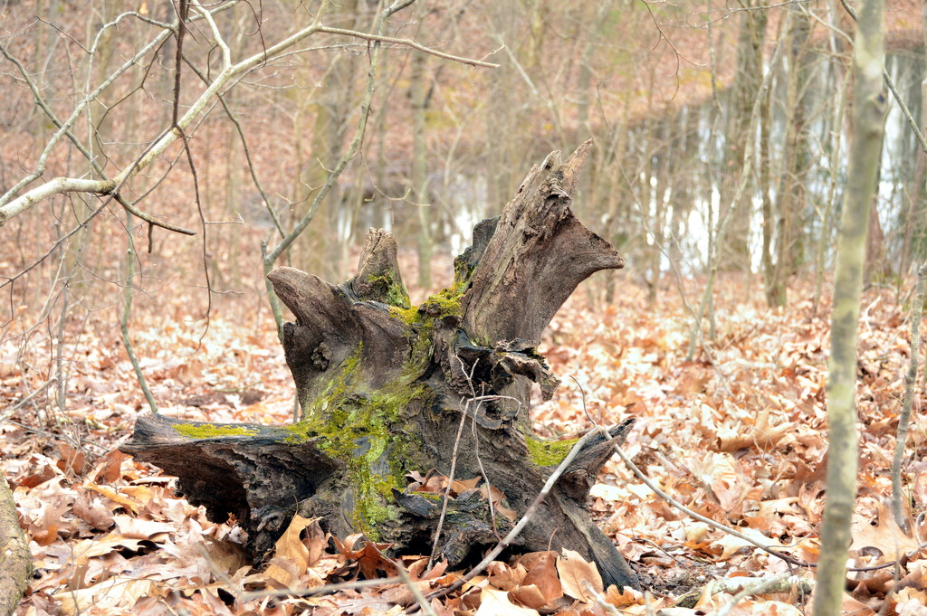 stump by francoise