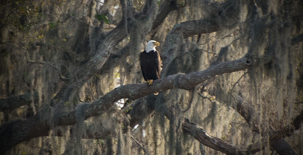 Eagle in the Oaks and Moss! by rickster549