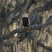 Eagle in the Oaks and Moss! by rickster549