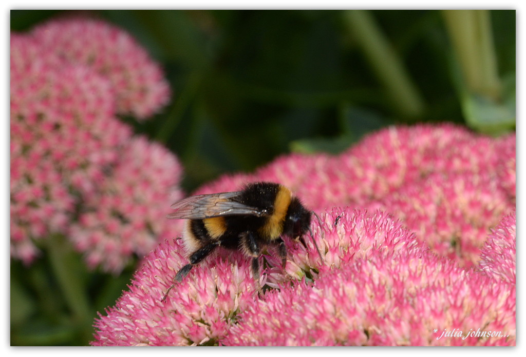 Bumble bee on the Sedum... by julzmaioro