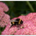 Bumble bee on the Sedum... by julzmaioro
