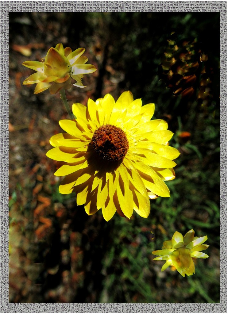 paper daisy by robz