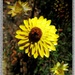 paper daisy by robz