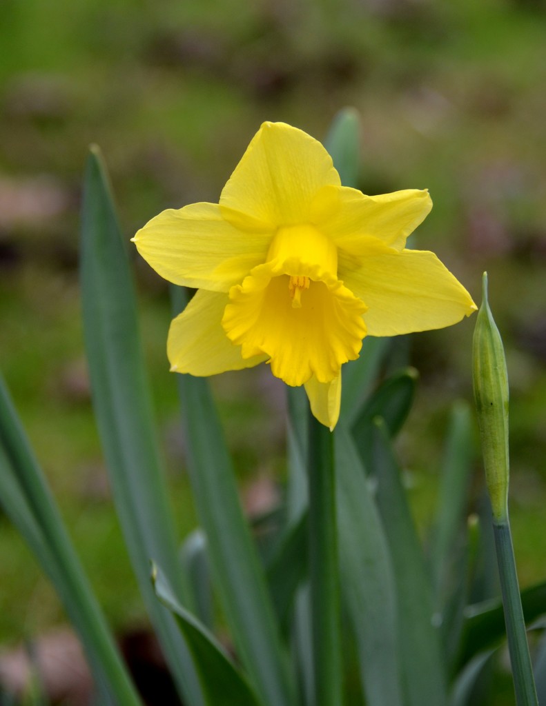 A Daffodil for St David's Day by arkensiel