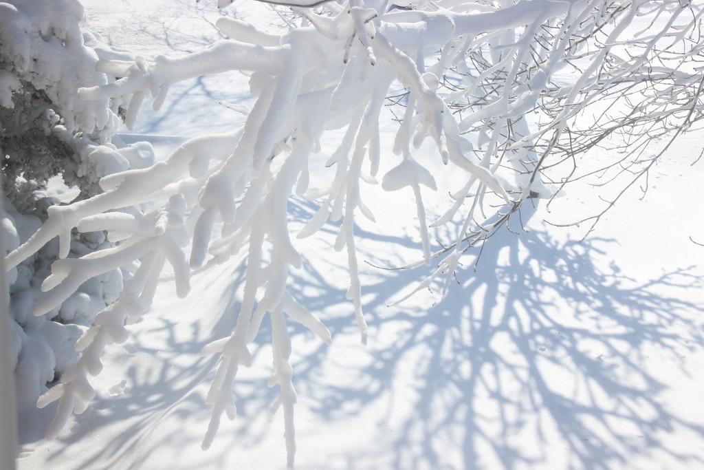 Snow Coated Branches by bjchipman