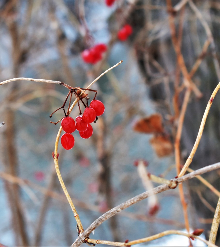 winter berries by caitnessa