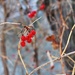 winter berries by caitnessa
