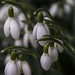 Snowdrops by megpicatilly