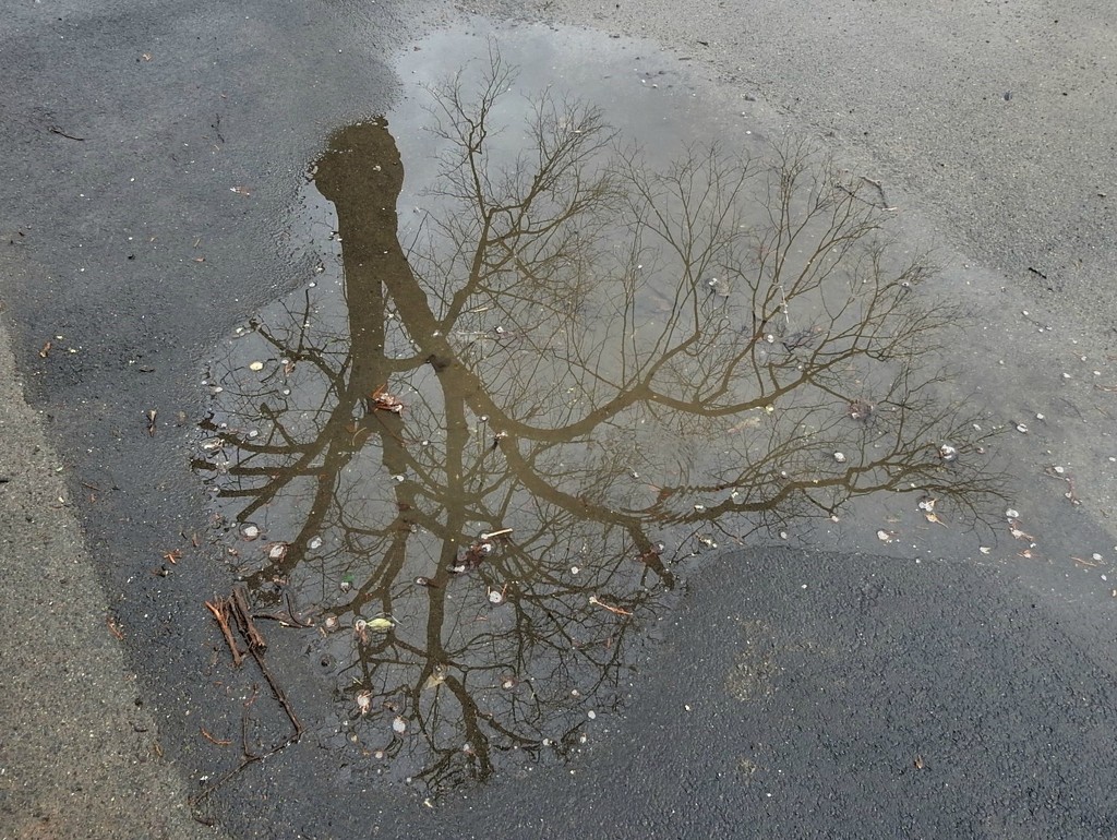 Wet Tree by oldjosh