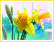 1st Mar 2017 - Daffodils for Saint David's Day 