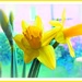 Daffodils for Saint David's Day  by beryl