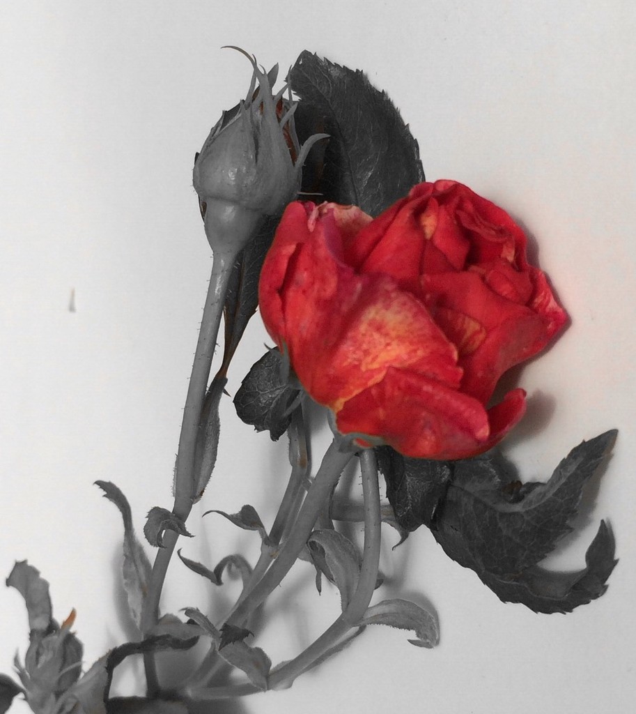 Rose  by Dawn