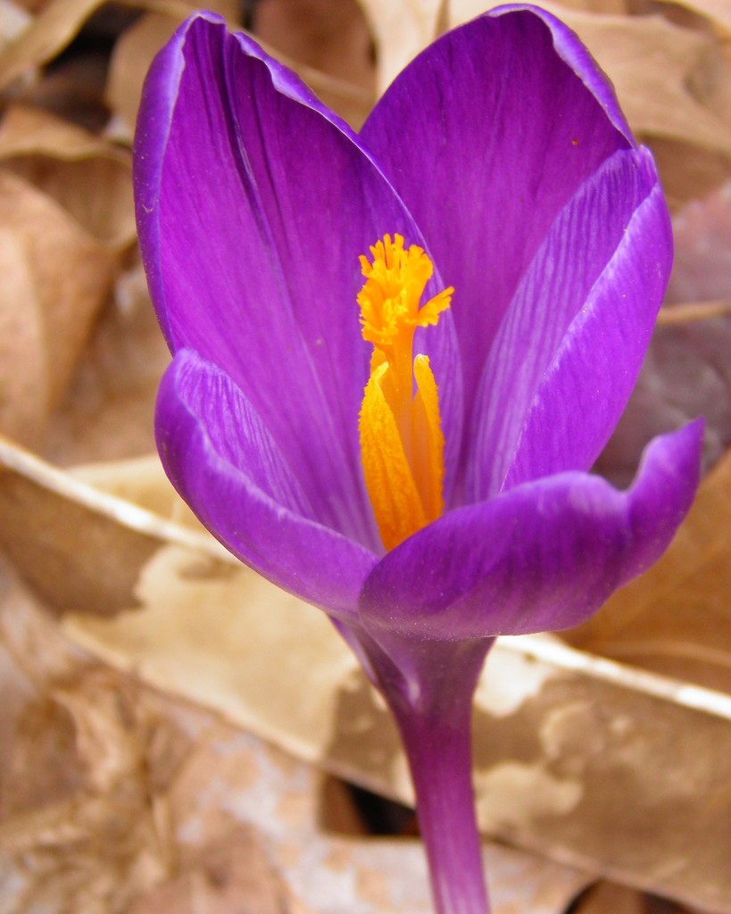 Crocus by daisymiller