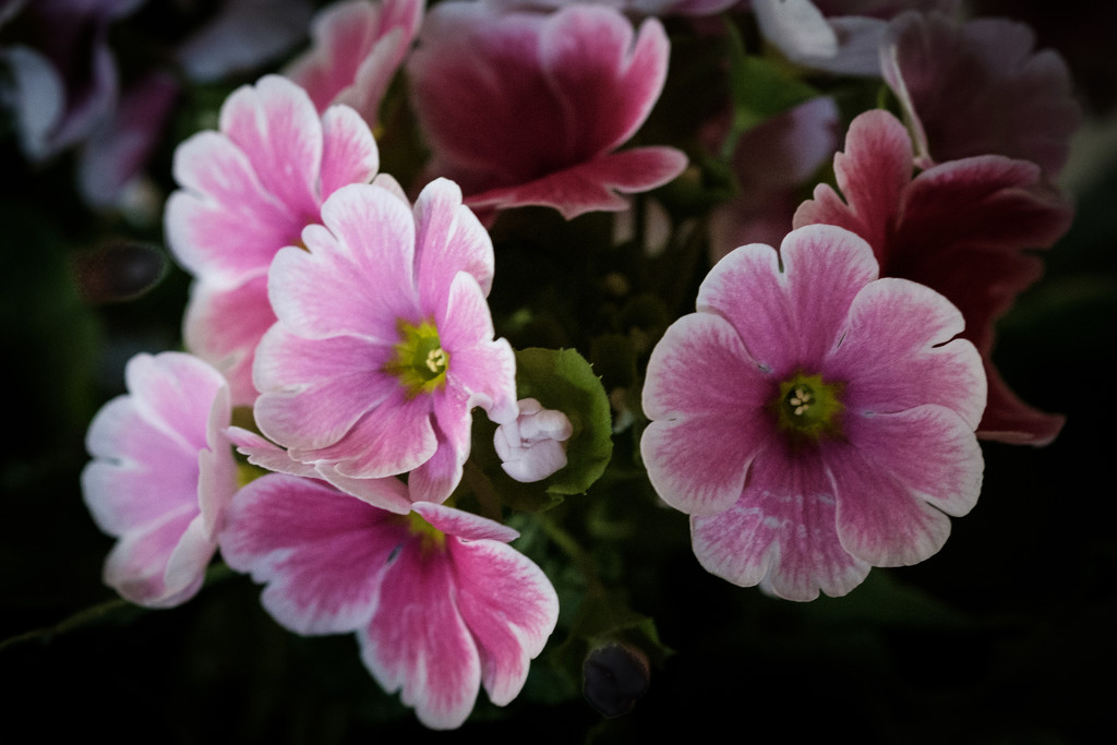 PLAY March - Fuji 60mm f/2.4: Pink Flowers by vignouse