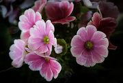 1st Mar 2017 - PLAY March - Fuji 60mm f/2.4: Pink Flowers