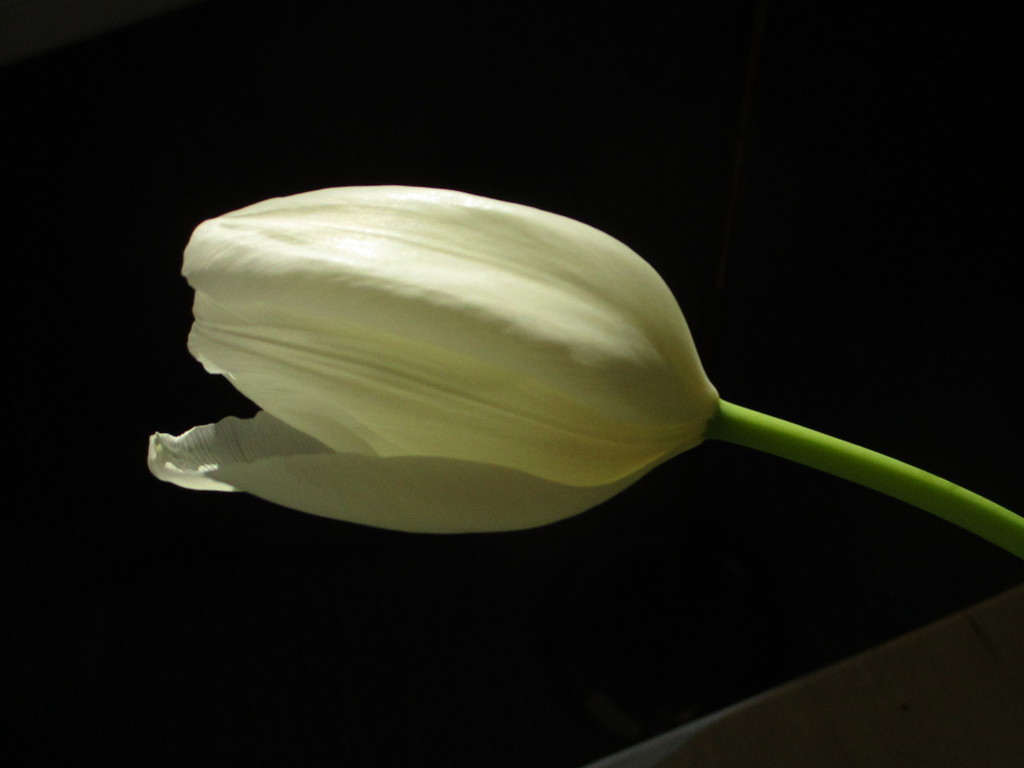 Lone Tulip by granagringa