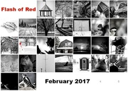1st Mar 2017 - Flash of Red