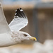 Seagull by dridsdale