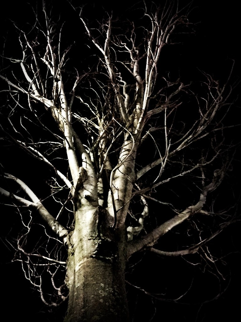 Day 182:  Tree Against The Night Sky by sheilalorson