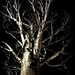 Day 182:  Tree Against The Night Sky by sheilalorson