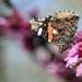 Butterfly on Redbud by gaylewood